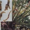 ACORUS RHIZOME