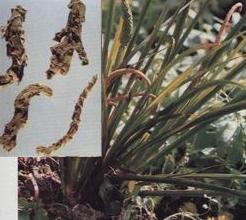 Acorus Rhizome Shi Chang Pu 石菖蒲