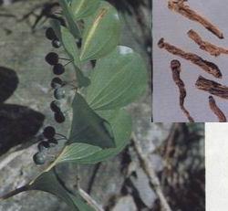 POLYGONATUN (ROOT)