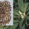 FENUGREEK SEED/SEMEN TRIGENELLAE *