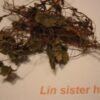 WILD GINGER