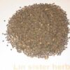 ABUTILON SEED