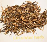 GLEDITSIA SPINE *