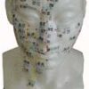 Human Head Modle