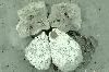 PUMICE COSTALZIA