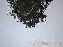 ISATIS (LEAF)