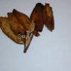 COOKED LICRORECE (ROOT)