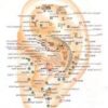 EAR ACUPUTURE PICURE