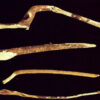 Acanthopanzx Root