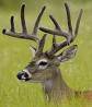 Deer Antler ~