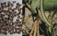 Semen Phaseoli 赤小豆