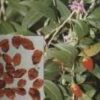 WOLFBERRY LYCIUM