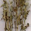 GREEN CHIRETTA