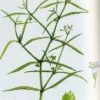 Oldenlandiae