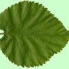 Mulberry Leaf